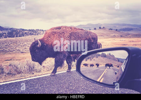 Retro getönten Foto des amerikanischen Bisons (Bison Bison) auf einer Straße gesehen von Auto Fahrersitz im Grand-Teton-Nationalpark, Wyoming, USA. Stockfoto