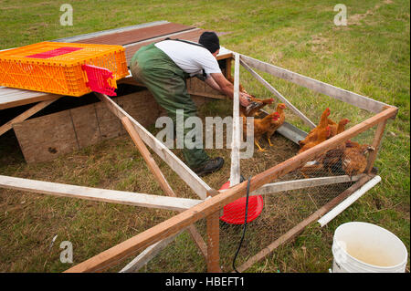 Erbe-Huhn Verarbeitung von hand. Junglandwirte töten und Hühner in ihrer Bio-Bauernhof zu kleiden. Stockfoto