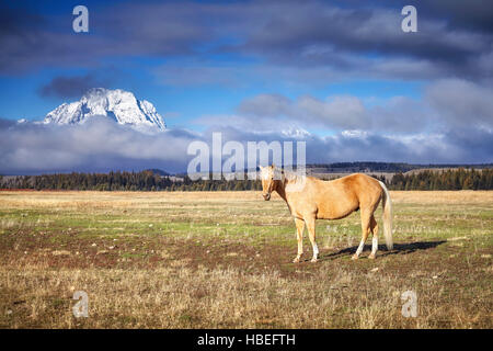 Grasende Pferde in Grand Teton Nationalpark, Wyoming, USA. Stockfoto