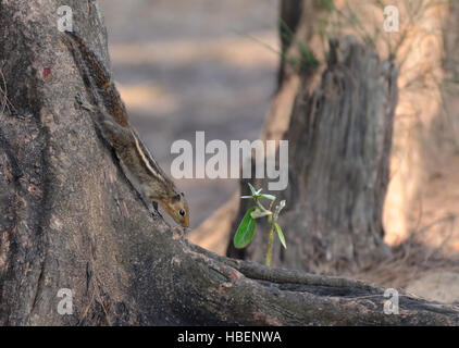 Indische Palm Eichhörnchen (drei gestreiften Palm Eichhörnchen, Funambulus Palmarum) auf den Baum. Goa, Indien Stockfoto