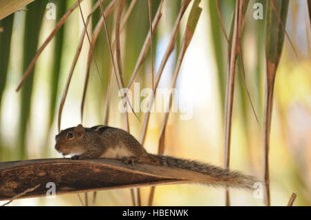 Indische Palm Eichhörnchen (drei gestreiften Palm Eichhörnchen, Funambulus Palmarum) an der Handfläche. Goa, Indien Stockfoto