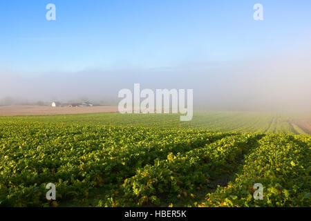 Grünen Grünfutter schneidet mit Schafbeweidung in einem nebligen Hügel-Feld auf die Yorkshire Wolds an einem nebligen, frostigen Tag im Herbst. Stockfoto