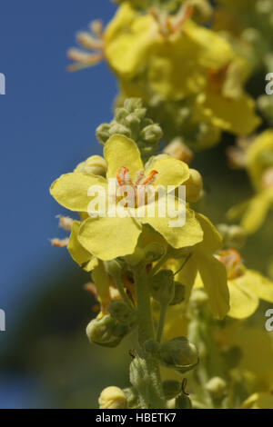 Verbascum Speciosum, ungarische Königskerze Stockfoto