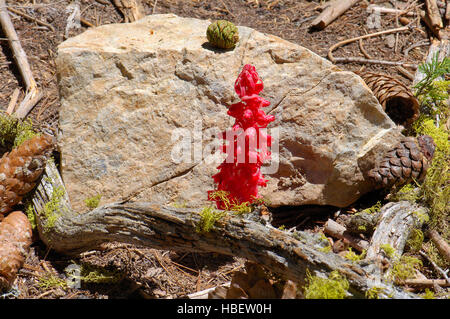 Sequoia Wald Stilleben, Schnee-Pflanze, Riesenmammutbaum, Zucker-Kiefer und Jeffrey Samen Tannenzapfen, Mariposa Grove der Mammutbäume, Yosemite-Nationalpark Stockfoto