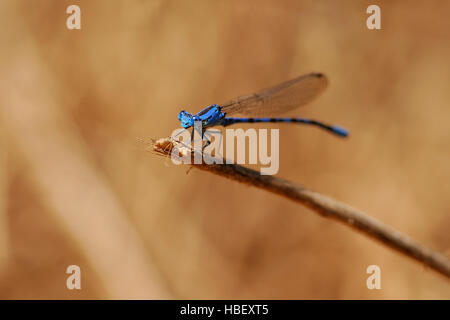 Blue Damselfly, lebendige Tänzerin männlich, Argia Vivida, Temescal Canyon, Southern California Stockfoto