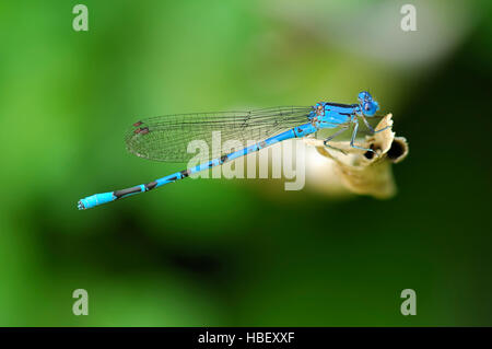 Blue Damselfly, lebendige männliche Tänzer, Argia Vivida, Southern California Stockfoto