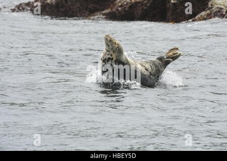 Einzelne Dichtung am Felsenmeer Stockfoto