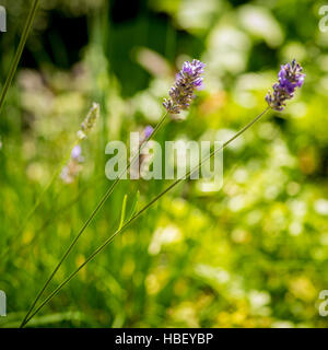 Nahaufnahme von Lavendel Pflanzen im Garten Stockfoto