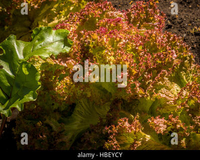 Salat, wachsende Pflanze Patch Stockfoto