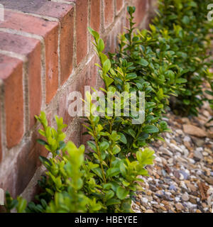 Junge Box Absicherung Pflanzen in Kies Stockfoto