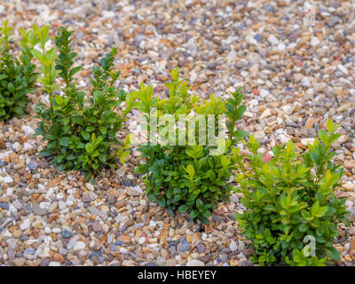 Junge Box Absicherung Pflanzen in Kies Stockfoto