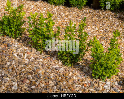 Junge Box Absicherung Pflanzen in Kies Stockfoto