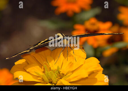 Riesige Schwalbenschwanz Papilio Cresphontes, Southern California Stockfoto