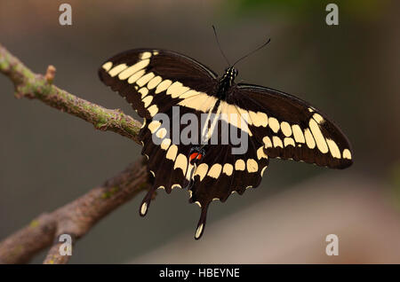 Riesige Schwalbenschwanz Papilio Cresphontes, Southern California Stockfoto