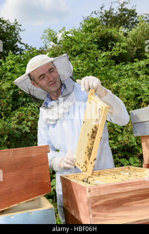 Imker bei der Arbeit Stockfoto