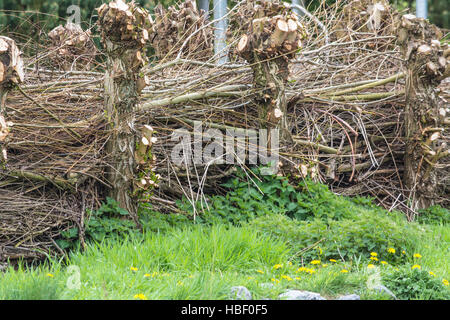 Screening-Zaun aus materiellen wicker Stockfoto