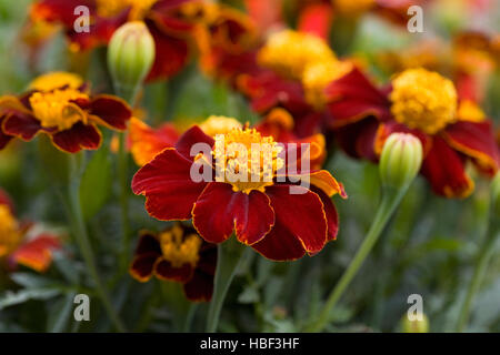 Tagetes Patula. Französische Ringelblumen im Garten wächst. Stockfoto