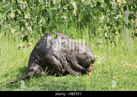 Biber Stockfoto
