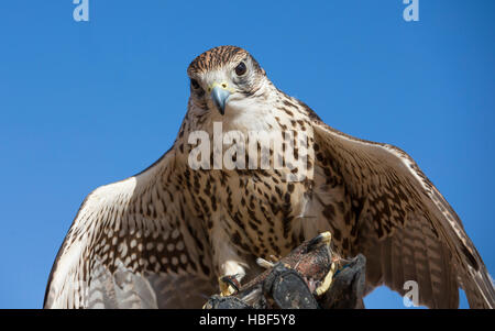 Saker Falcon (Falco Cherrug) in einer Wüste in der Nähe von Dubai Stockfoto