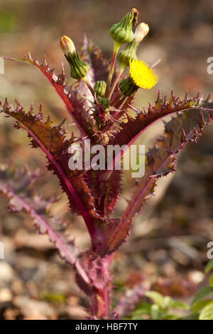 stachelige Flowers (Sonchus Asper) im sandigen Gelände Stockfoto