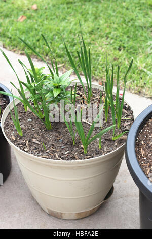 Wachsende Jonquils und Oriental Lilium oder Lilien im Topf Stockfoto