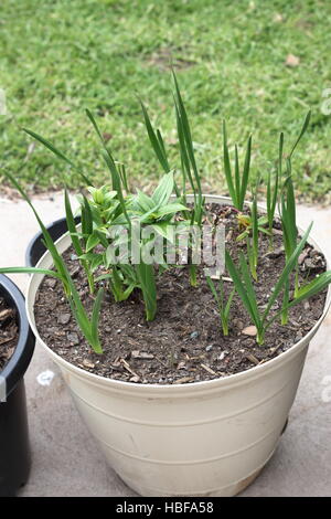 Wachsende Jonquils und Oriental Lilium oder Lilien im Topf Stockfoto