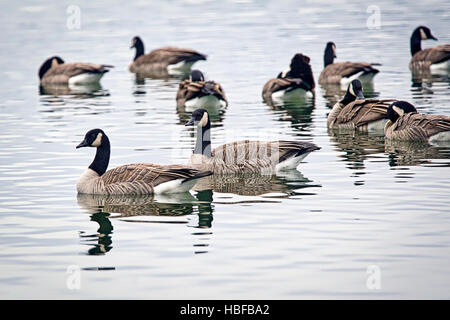 Eine Herde von kanadische Gänse schwimmen auf dem ruhigen Coeur d ' Alene-See in Nord-Idaho. Stockfoto