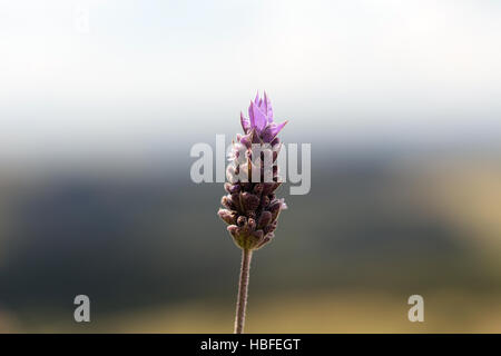 Knospe einsamen französischen Lavendel (Lavandula Dentata), langlebig, schmalen Ähren mit lila Blüten, garniert mit blass violetten Hochblätter Stockfoto