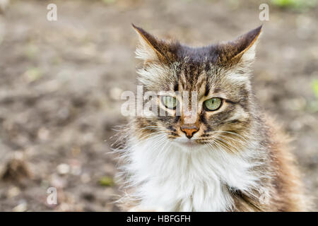 Porträt von langhaarigen Hauskatzen Stockfoto