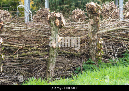 Screening-Zaun aus materiellen wicker Stockfoto