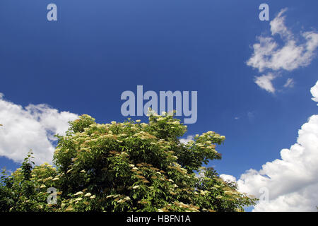 Sambucus nigra Stockfoto