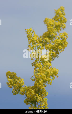 Galium Verum, gelbes Labkraut Stockfoto