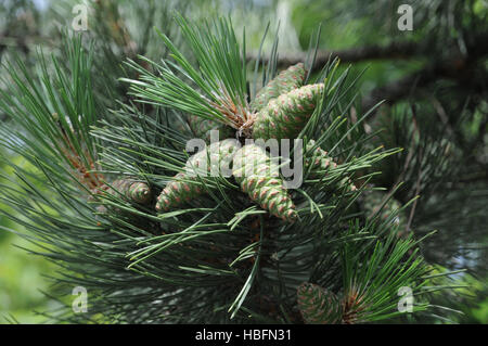 Pinus Nigra, Schwarzkiefer, Kegel Stockfoto