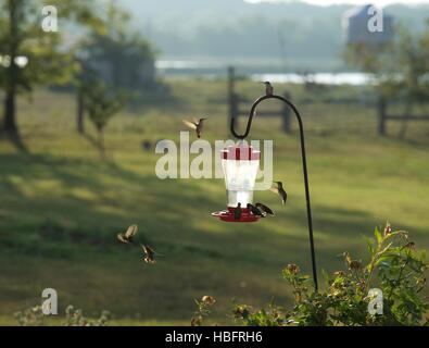 Landschaftsfoto mehrere Kolibris Kreisen ein Kolibri Feeder mit einer ländlichen Hintergrund einstellen Stockfoto