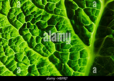 frische Savoy Kohlblatt Stockfoto