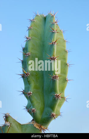 Kaktus (Cereus Peruvianus) Stockfoto