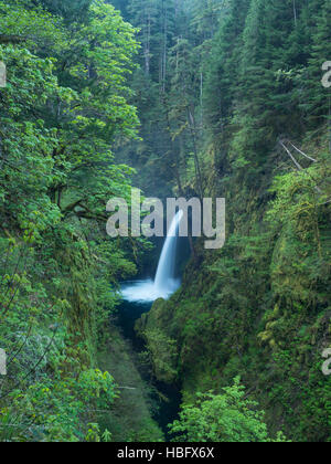 Die schöne Metlako fällt entlang der Eagle Creek Trail in der Columbia-Schlucht Stockfoto