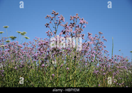 Cirsium Arvense, Kratzdistel Stockfoto