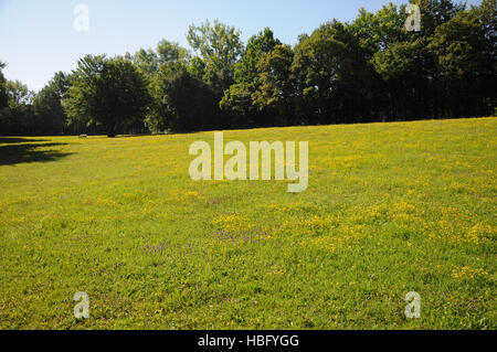 Lotus Corniculatus, Vögel-Foot trefoil Stockfoto