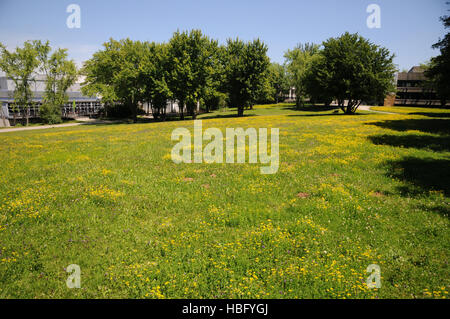 Lotus Corniculatus, Vögel-Foot trefoil Stockfoto