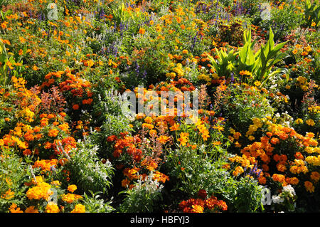 Tagetes Patula Hybride, französische Ringelblume Stockfoto