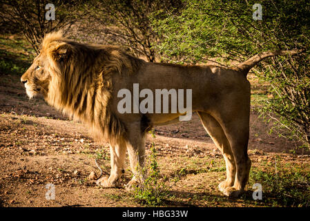 Männlichen afrikanischen Löwen Stockfoto