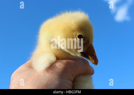 gelbe Gosling in der Hand auf den blauen Himmel Stockfoto