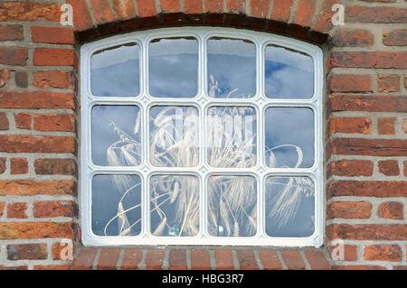 Korn-Blumenstrauß aus dem Fenster Stockfoto