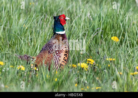 Fasan auf einer Löwenzahn Wiese Stockfoto