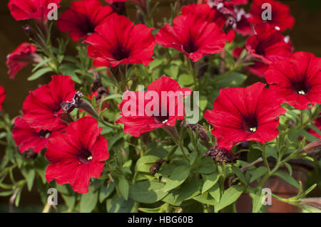 Purpur Prunkwinde Ipomoea Purpurea Blumen Stockfoto