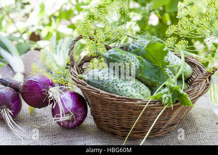 Frische Gurken im Weidenkorb mit dill Stockfoto