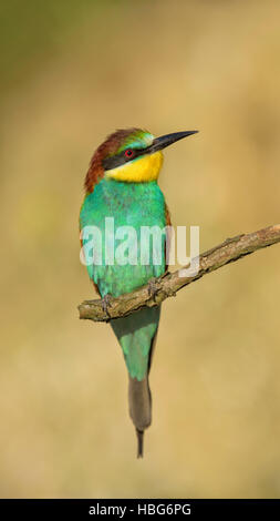 Europäische Bienenfresser (Merops Apiaster), thront männlich auf Ast, Nationalpark Kiskunság, Ungarn Stockfoto