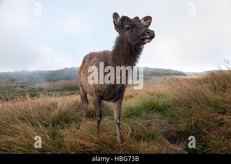 Sambar-Hirsch (Cervus unicolor), Weiblich, Horton Plains Nationalpark, Central Province, Sri Lanka Stockfoto