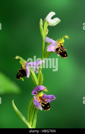 Orchidee, Biene Orchidee, Ophrys apifera Stockfoto